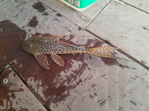 Suckermouth catfish (Hypostomus plecostomus) — Loricariidae