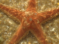 Astropecten aranciacus