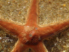 Astropecten aranciacus