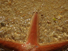 Astropecten aranciacus