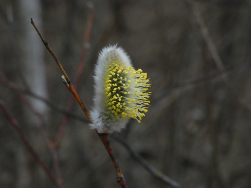 Image of Salix acutifolia by (c) Андрей Суравенков, some rights reserved (CC BY)