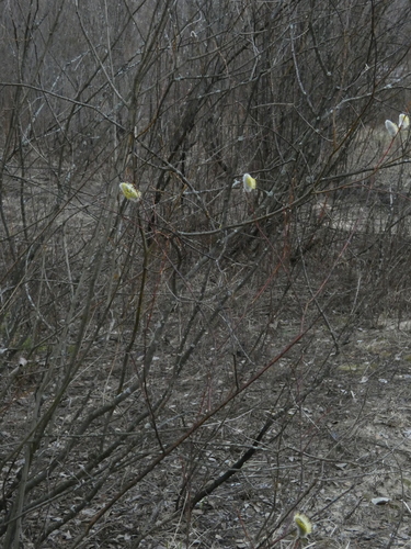 Image of Salix acutifolia by (c) Андрей Суравенков, some rights reserved (CC BY)