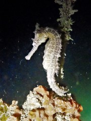 Hippocampus subelongatus