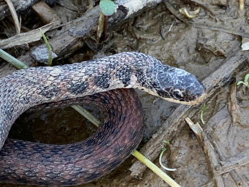 Kirtland's Snake