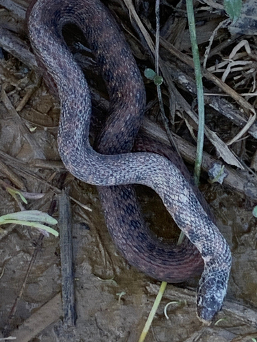 Kirtland's Snake