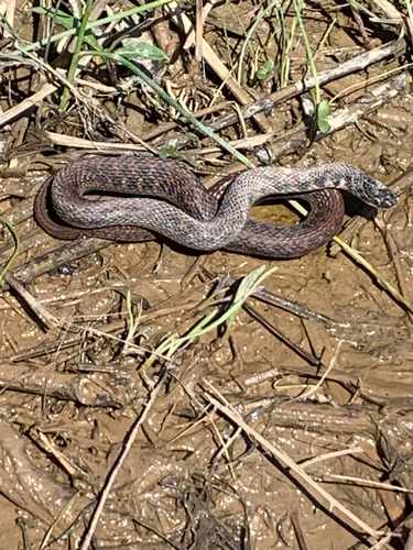 Kirtland's Snake