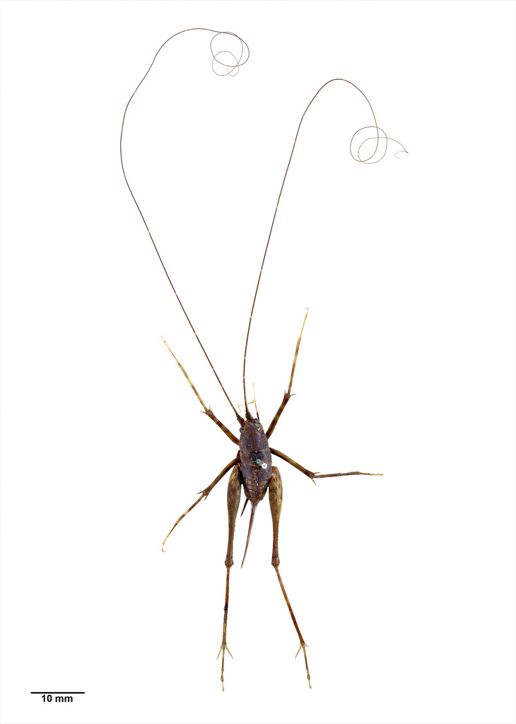 Paraneonetus