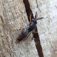 Diprioninae