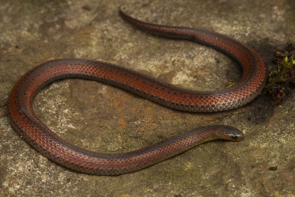 Werner's Ground Snake