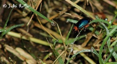 Oedionychina
