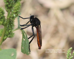 Archilestris magnificus