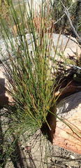 Elegia filacea