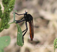 Archilestris magnificus