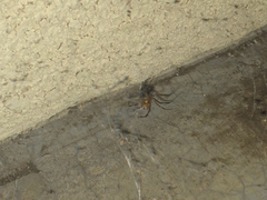 Latrodectus