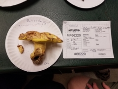 Butyriboletus taughannockensis