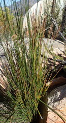 Elegia filacea