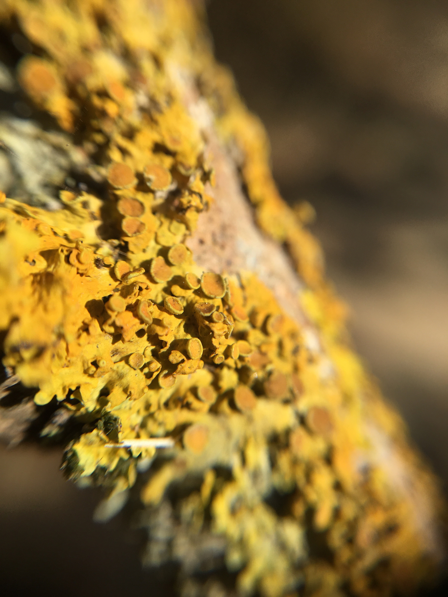 Xanthoria parietina var. parietina image