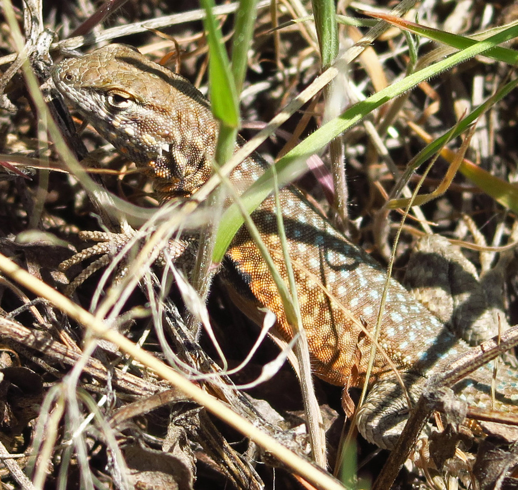 April Lizard Nevada Side-blotched Lizard in April 2025 by Adam Schneider · iNaturalist
