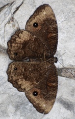Praepronophila