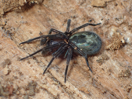 Amaurobius fenestralis Group