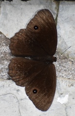 Praepronophila