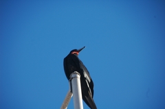 Fregata magnificens