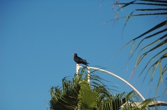 Fregata magnificens