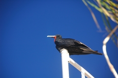 Fregata magnificens
