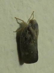 Metcalfa pruinosa