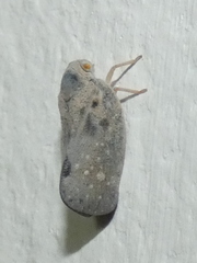 Metcalfa pruinosa