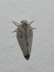 Metcalfa pruinosa