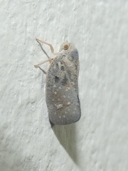 Metcalfa pruinosa