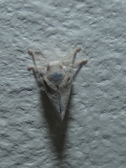 Metcalfa pruinosa