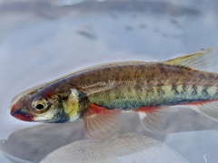 Minnow photo 2