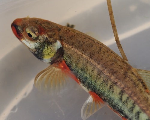 Common minnow (Phoxinus phoxinus) — Cyprinidae — 2