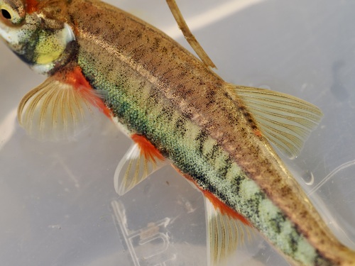 Common minnow (Phoxinus phoxinus) — Cyprinidae — 3