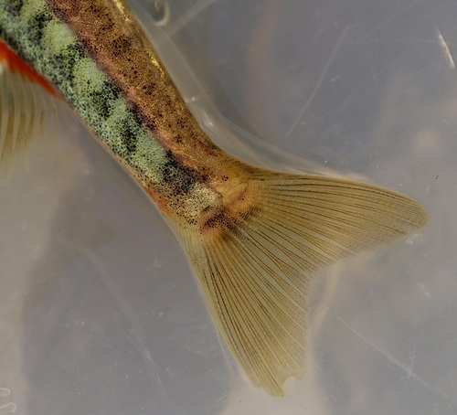 Common minnow (Phoxinus phoxinus) — Cyprinidae — 4