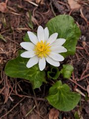 Caltha chionophila