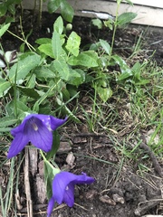 Platycodon