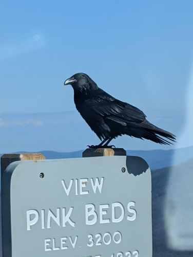 Common Raven photographed in North Carolina