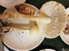 Amanita rhopalopus