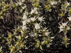 Pimelea aridula