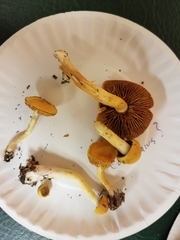 Cortinarius lewisii