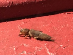 Neocurtilla