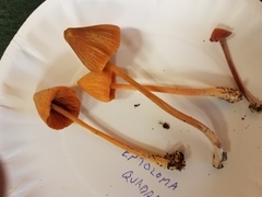 Entoloma salmoneum