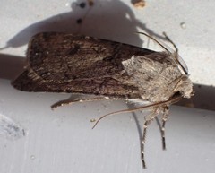 Agrotis segetum