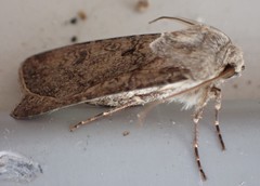 Agrotis segetum