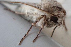 Agrotis segetum