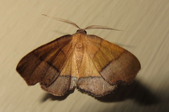 Plagodis phlogosaria