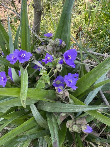 Tradescantia ernestiana, photograph 2
